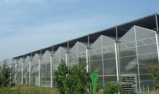 Greenhouse-4